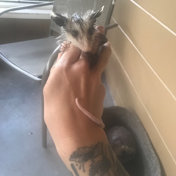 Meet your Posher, Stella - Picture 5 of 8